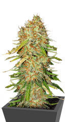 Auto Gorilla Blue fem (Advanced Seeds)