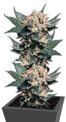 Big Band fem (Kannabia Seeds)