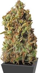 Critical Haze fem (Resin Seeds)