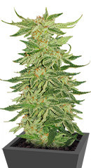 Mimosa Evo fem (Barney's Farm)