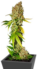 Mohan Ram fem (Sweet Seeds)