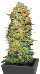 Pure Power Plant regular (Nirvana Seeds)