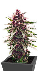 Still Bubba fem (AlphaFem Seeds)