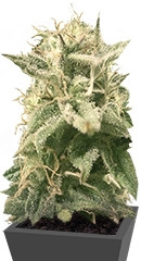 Auto Bubble fem (Female Seeds)