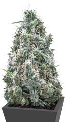 Cannatonic regular (Resin Seeds)