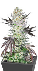 Gelato fem (Blimburn Seeds) семена конопли