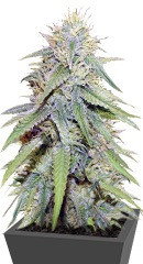 Grand Master Kush regular (Sumo Seeds)