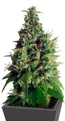 Orange Hill Special fem (Dutch Passion)