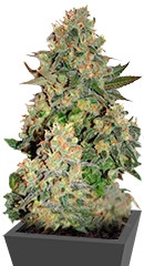 Tutankhamon fem (Pyramid Seeds)