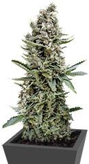 White Widow fem (Trikoma Seeds)