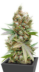 Banana Sapphire fem (Humboldt Seed Organization)