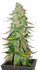 Big Bud Auto fem (Herbies Seeds)