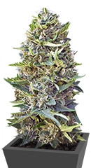 Caramel Kush fem (00 Seeds)