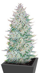 Original Auto OG Kush fem (FastBuds) семена конопли