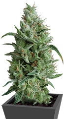 Super OG Kush fem (Pyramid Seeds)