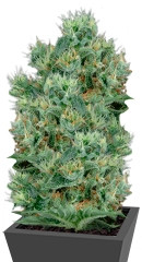 The Doctor fem (GHS)