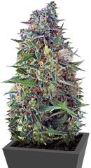 Auto NBA Diesel fem (Bulk Seed Bank)