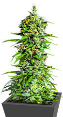 Bruce Banner #3 fem (Herbies Seeds)