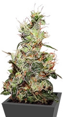 CBD Kush fem (Dutch Passion)