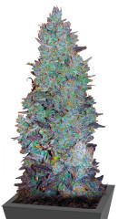 Choco Thai Auto fem (Herbies Seeds)