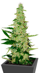 Auto Chocolate Kush fem (00 Seeds)
