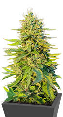 Gorilla Glue #4 Fast Version fem (Easy Grow Seeds)