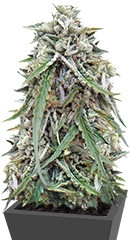 Auto NL fem (Female Seeds)