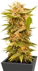 Black Dream fem (Eva Seeds)