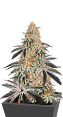 Dark Phoenix fem (GHS)