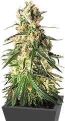 Haze 1 (Amnesia Haze) regular (Nirvana Seeds)