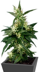 Neville's Haze fem (GHS)