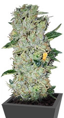 Northern Lights regular (Nirvana Seeds)