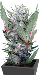 Sweet Skunk Auto fem (Sweet Seeds)