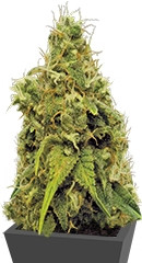 Utopia Haze fem (Barney's Farm)