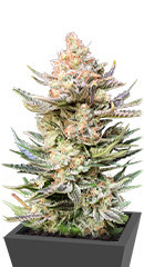 Moby Delicious fem (Delicious Seeds)