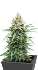 Descojack fem (Delicious Seeds)
