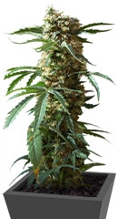 Kalichakra regular (Mandala Seeds)