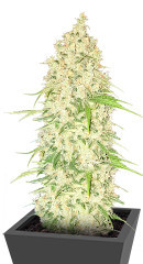 Watermelon Zkittlez Auto fem (Barney's Farm)