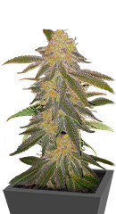 Future #1 fem (Blimburn Seeds)