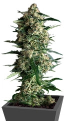 Auto Galaxy fem (Pyramid Seeds) семена конопли