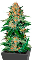 Delicious Candy regular (Delicious Seeds)