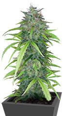 Dos-Si-Dos Cookies Autoflower fem (Easy Grow Seeds)