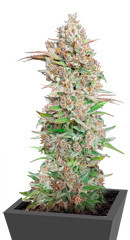 Godzilla Cookies Auto fem (Herbies Seeds) семена конопли