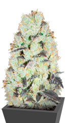 NHL Diesel (NYV Diesel) fem (Victory Seeds)