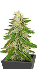 Runtz XL Auto fem (Sweet Seeds)