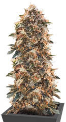 Super Glue #4 Auto fem (High Speed ​​Buds)