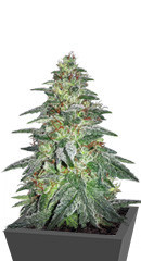 Bruce Banner #3 fem (Original Sensible Seeds) семена конопли