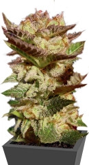 Durga Mata fem (Paradise Seeds)