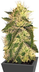 Mango Chutney fem (Dr. Krippling Seeds) семена конопли