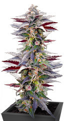 Pink Sunset by Sherbinskis fem от Silent Seeds семена конопли